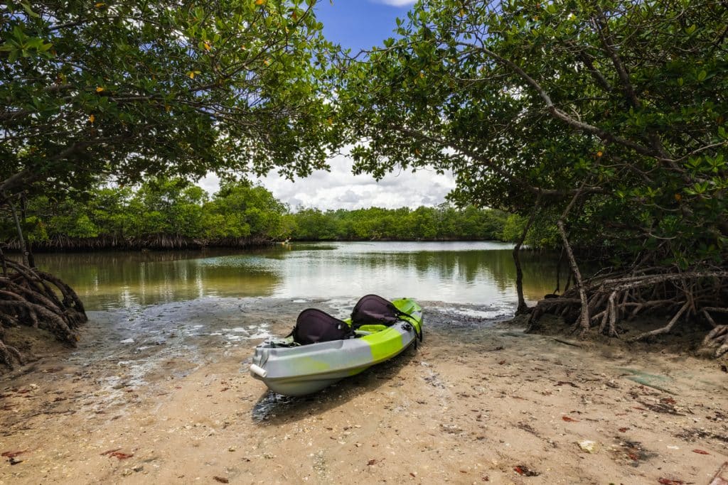 Scenic Bay View Of The Mangrove Swamp With A Kayak At Oleta River State Park