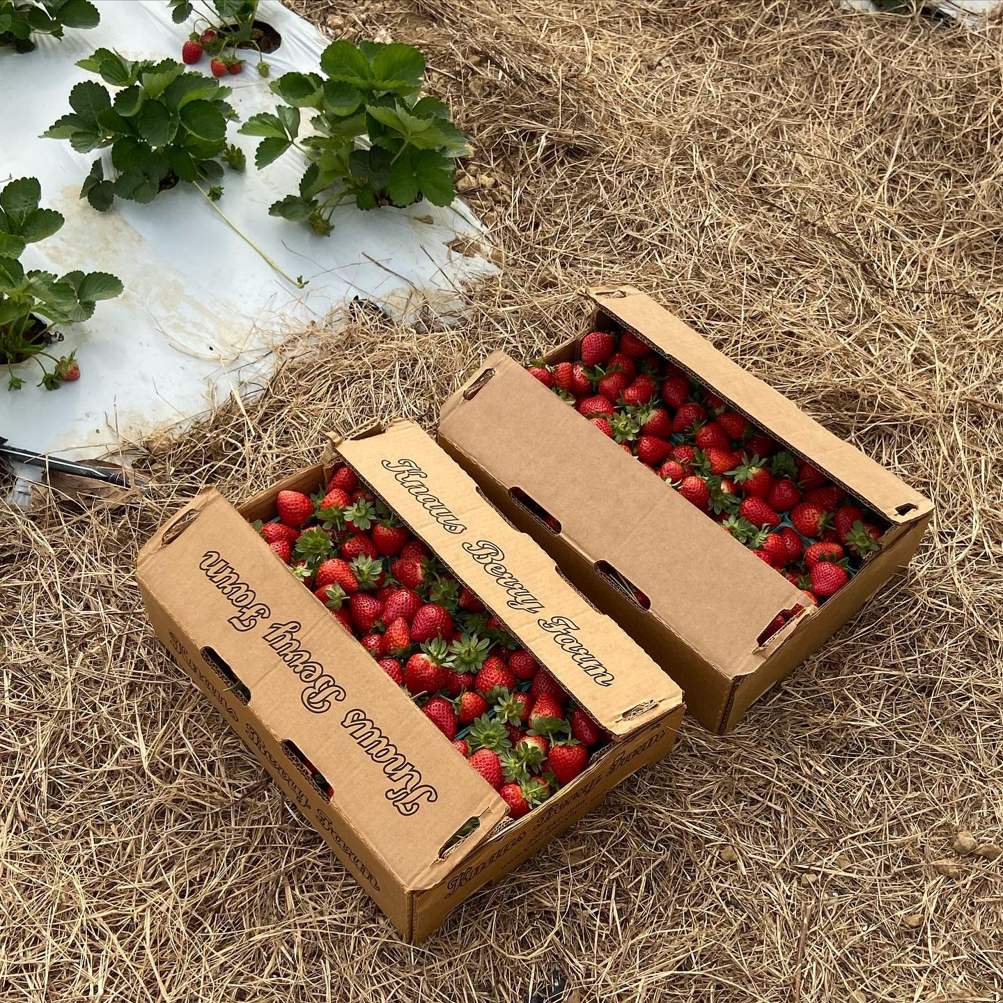 Strawberry picking at Knaus Berry Farm
