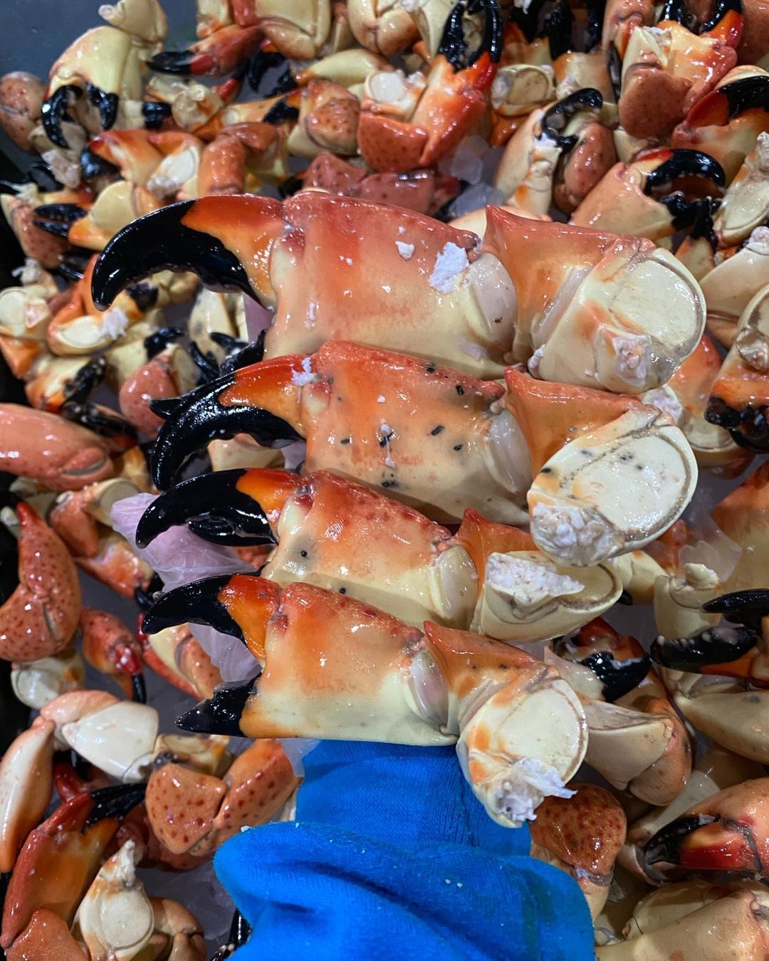 Fresh Florida Fisheries fish market crab claws