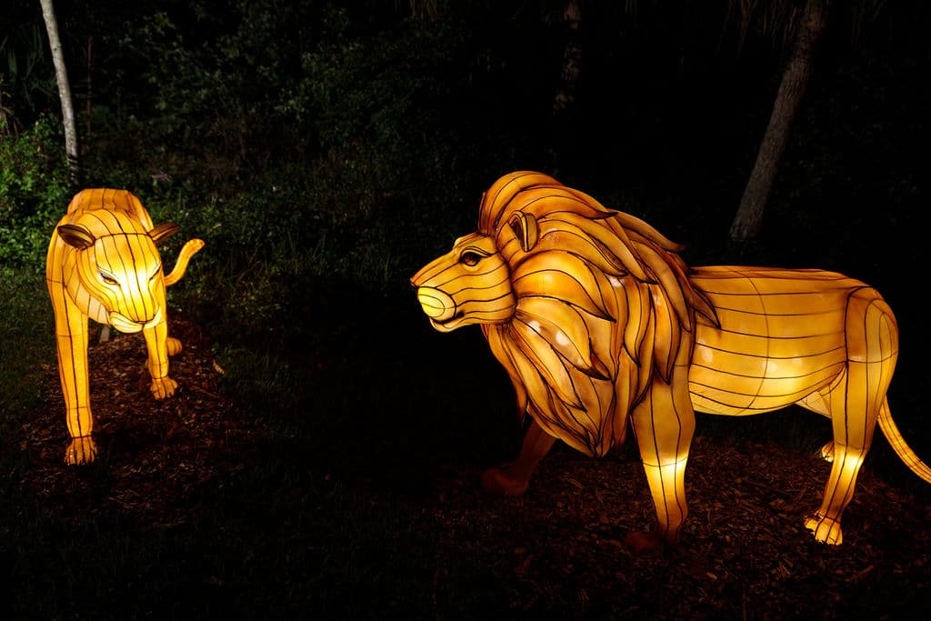 Zoo Lights lions