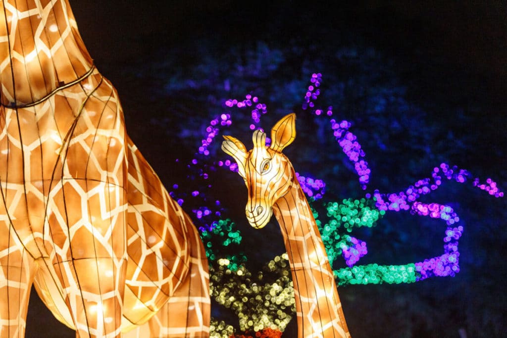 Zoo Lights giraffes
