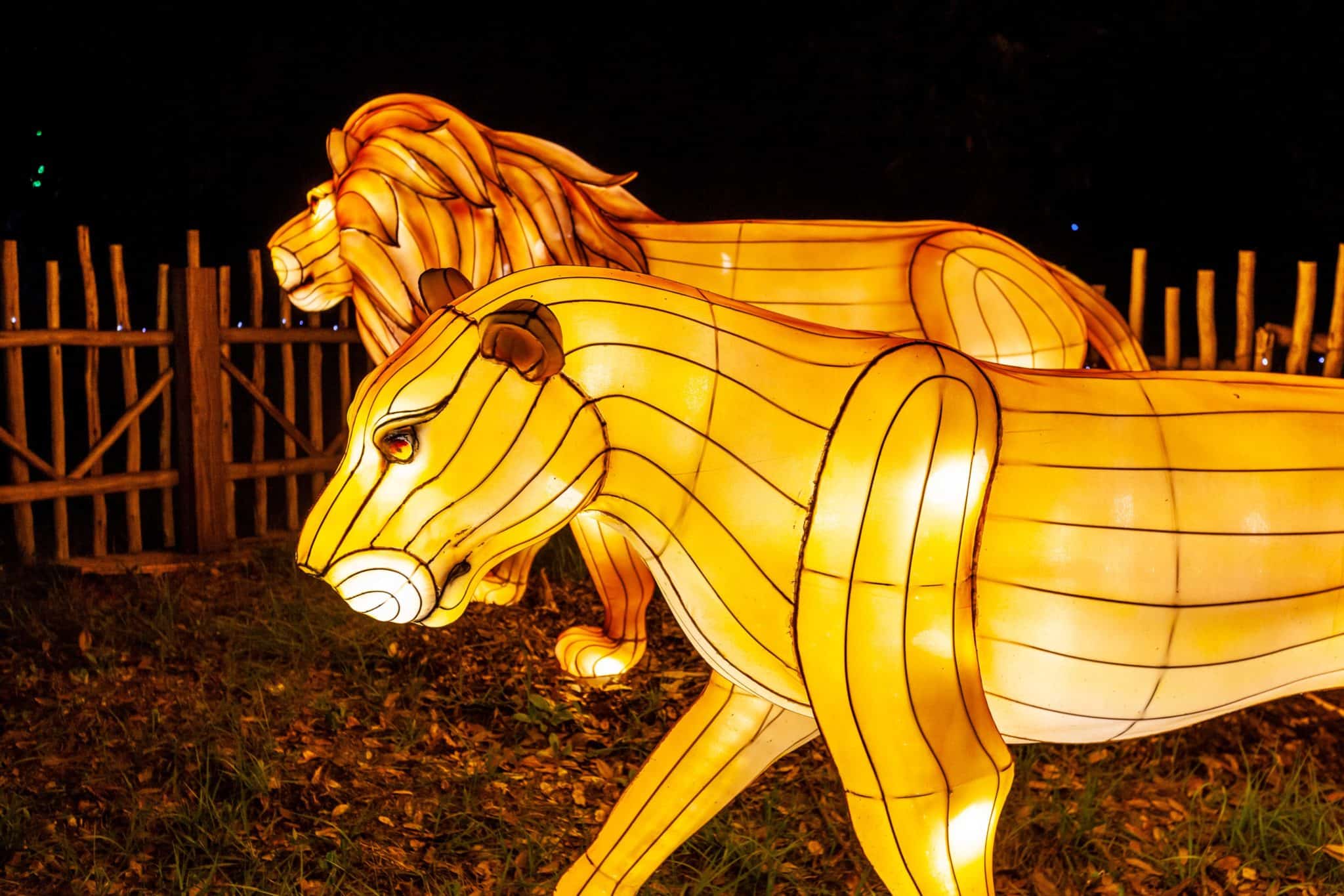 Lit up lion and lioness at Zoo Lights in Zoo Miami