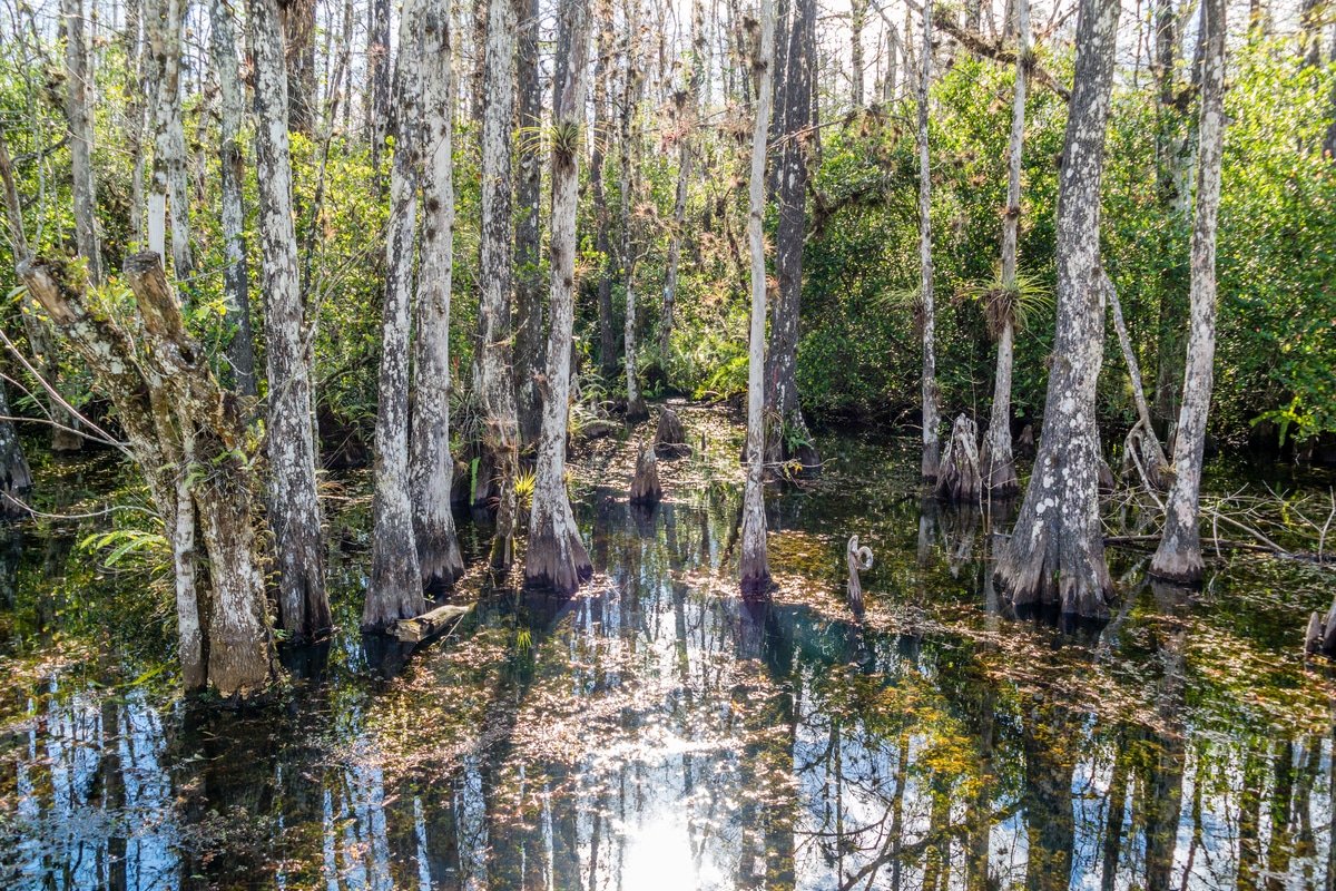 Swamp with pond cypress trees along Loop Road in Big Cypress National Preserve, Everglades, Florida, USA