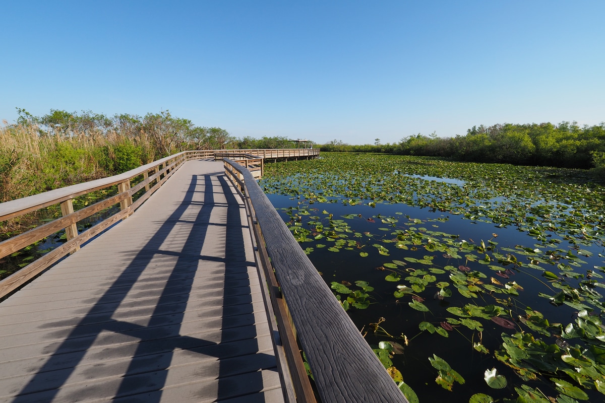 Anhinga Trail boardwalk over pond covered with water lilies in Everglades National Park, Florida