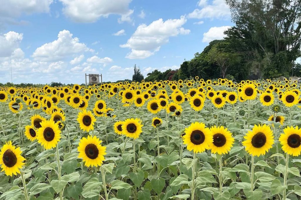 The Berry Farms sunflower field
