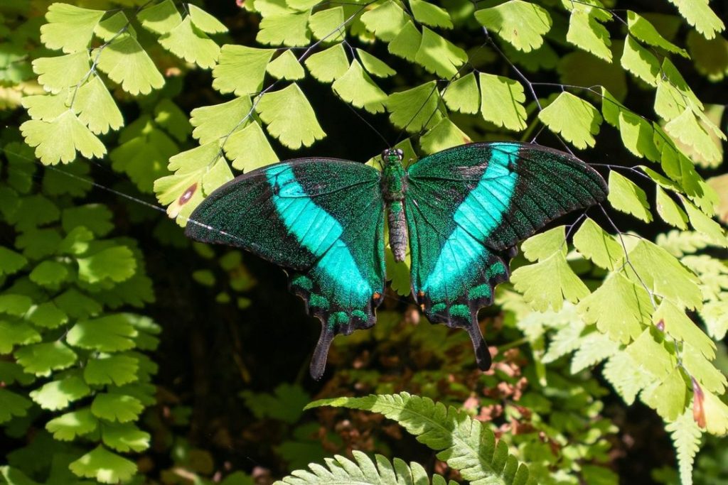 Butterfly at Fairchild Botanic Garden