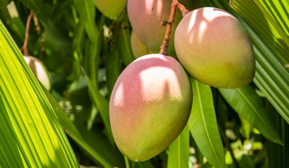 The Annual Mango Festival Returns To Fairchild Tropical Botanic Garden This Weekend