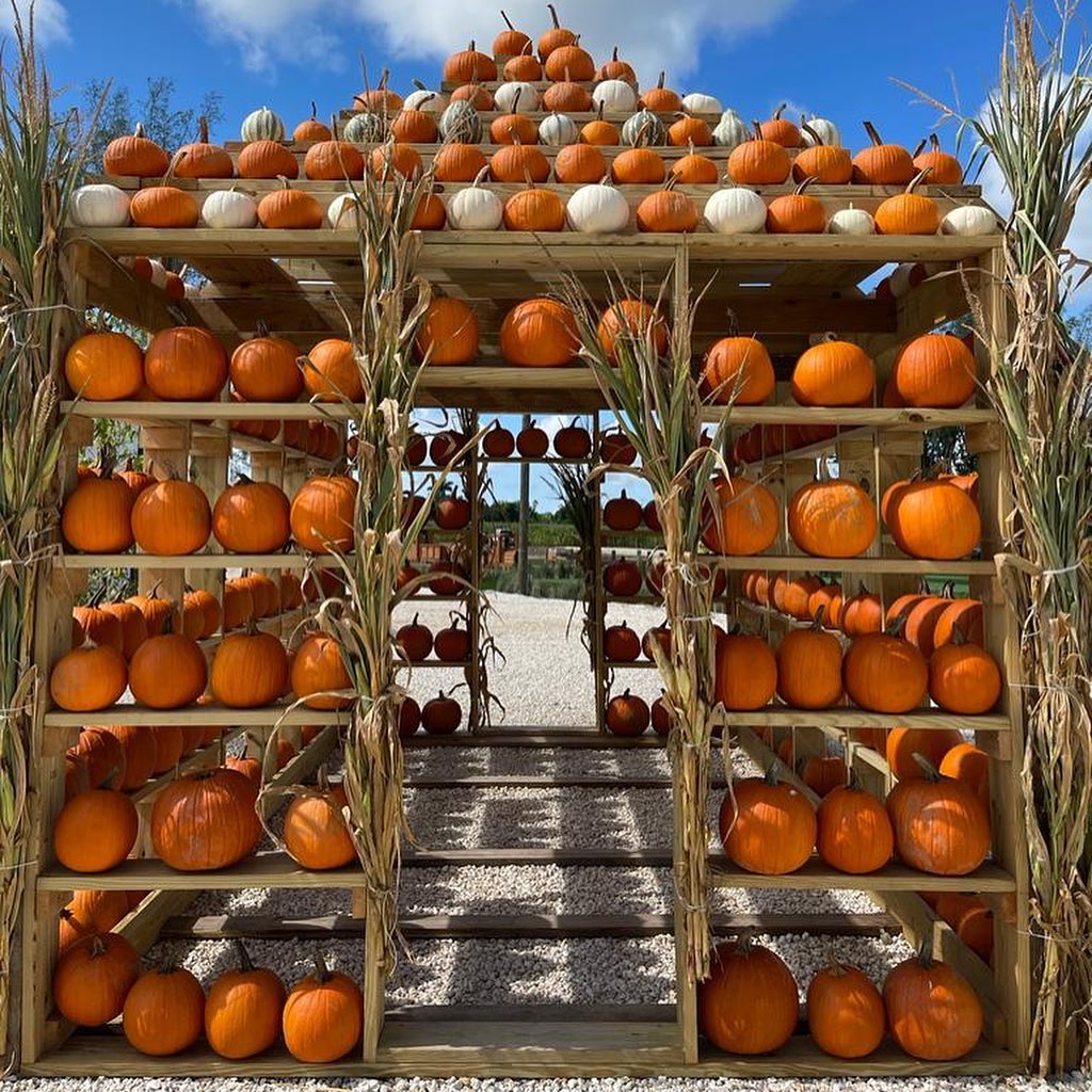 The Berry Farms pumpkins