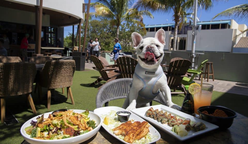15 Best Dog-Friendly Bars, Cafés, And Restaurants To Hang With Your Pup In MIA