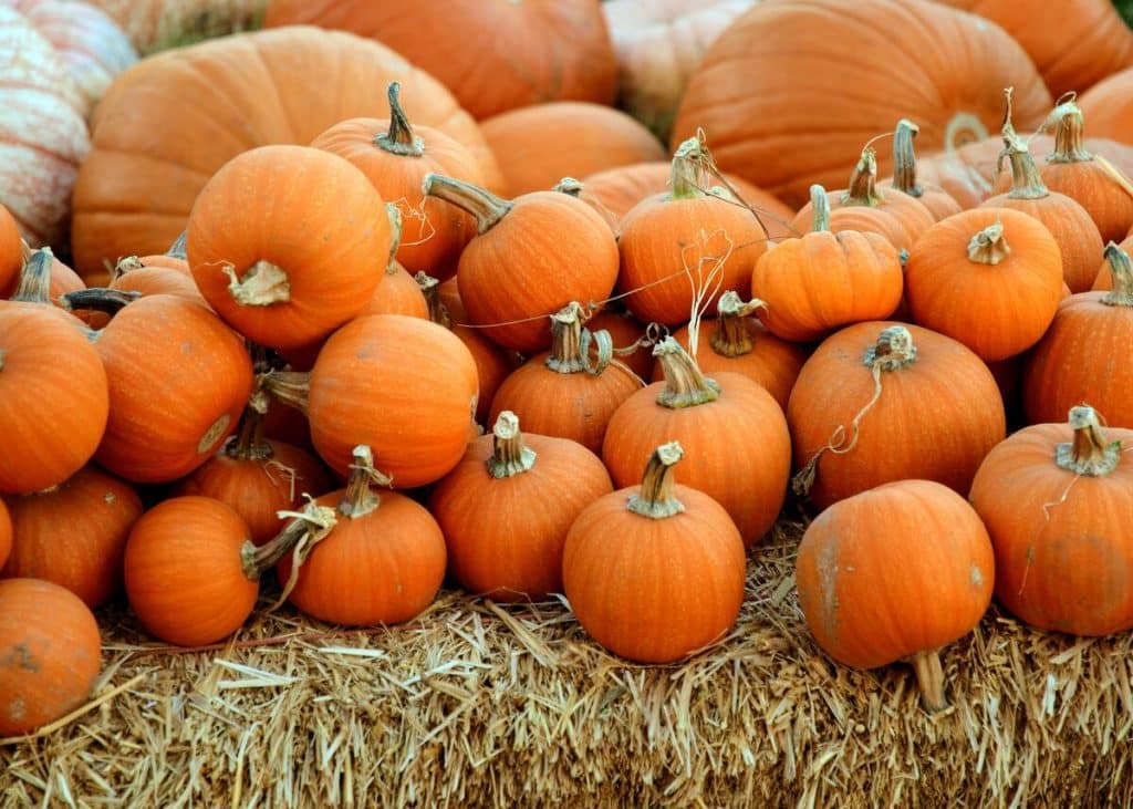 10 Places To Go Pumpkin Picking In And Around Miami This Fall