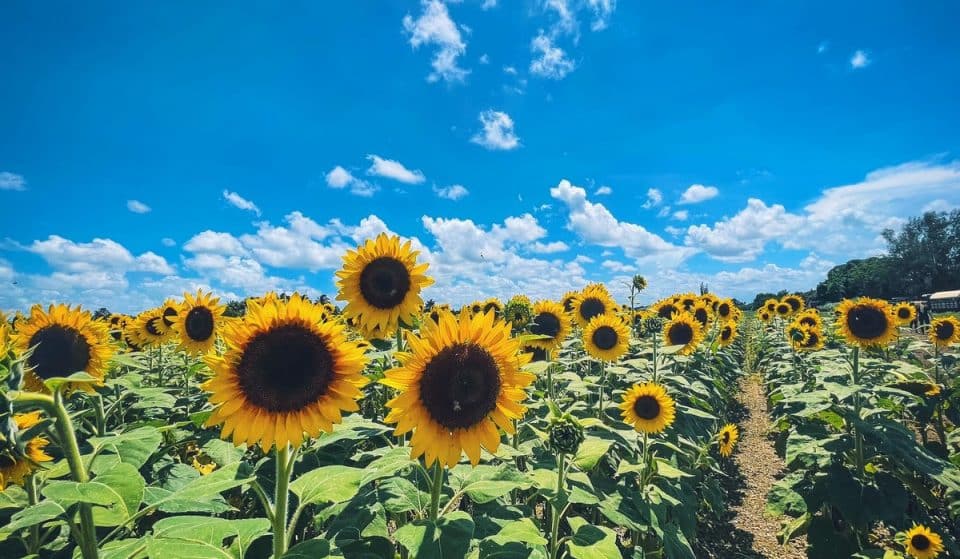 Miami’s Adorable Farm With A Massive Sunflower Field And Pumpkin Patch Has Reopened For Fall