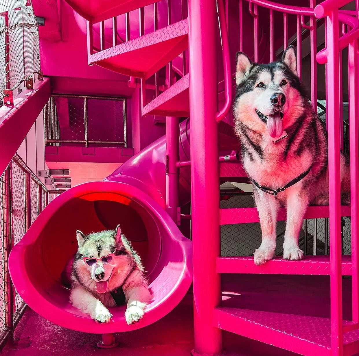 Museum Garage stairs and slide with pups
