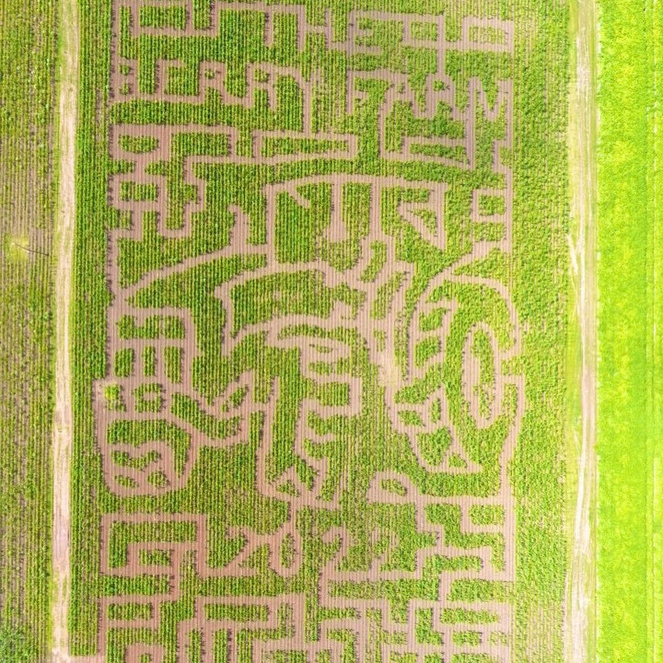 The Berry Farm corn maze