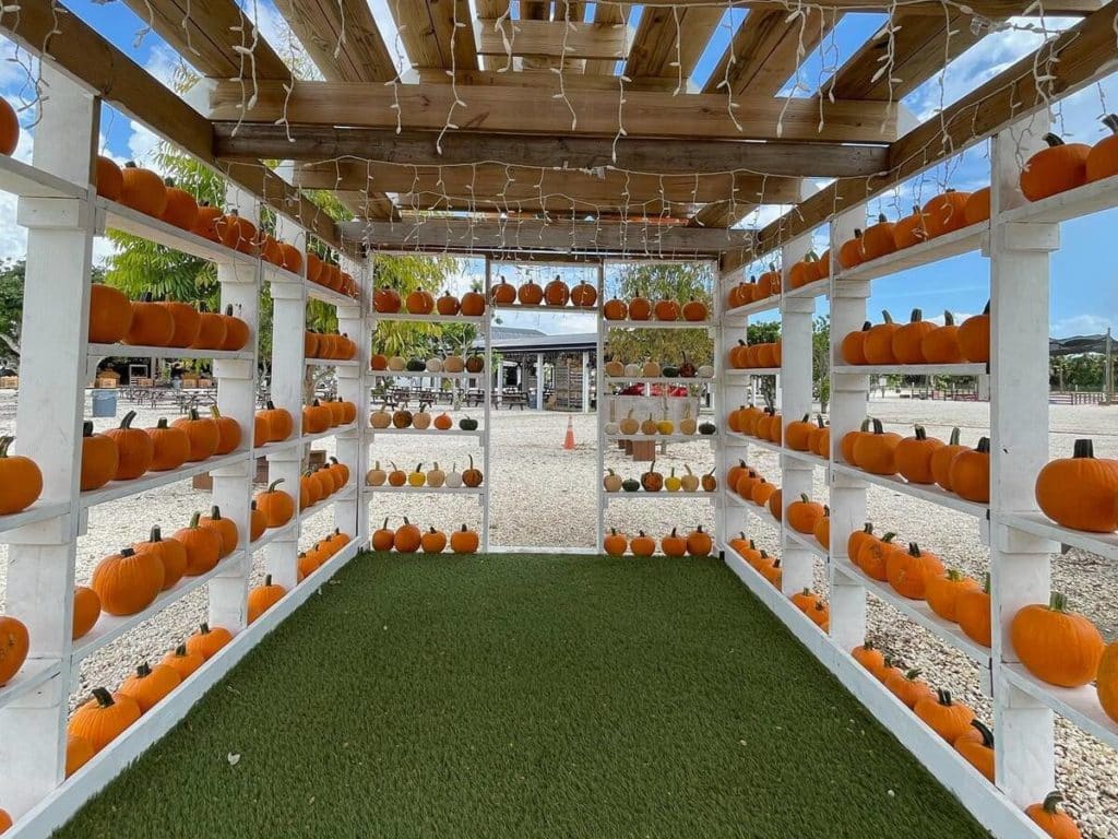 The Berry Farms pumpkin setup