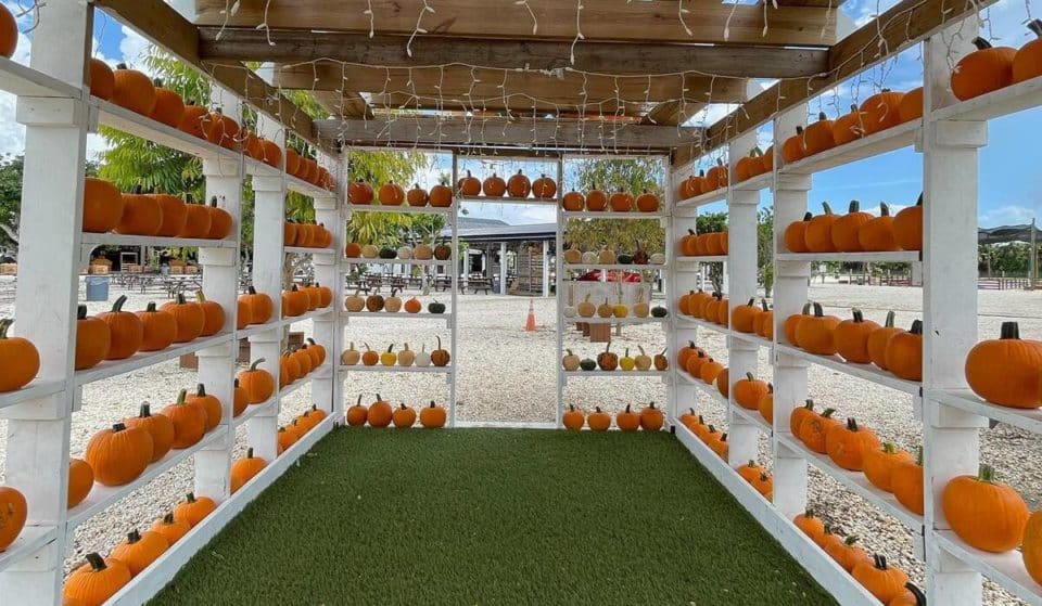 Miami’s Adorable Farm With A Massive Sunflower Field & Pumpkin Patch Has Reopened For Fall