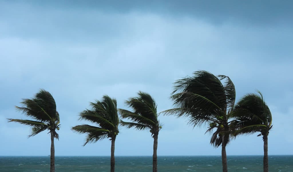 Hurricane palms