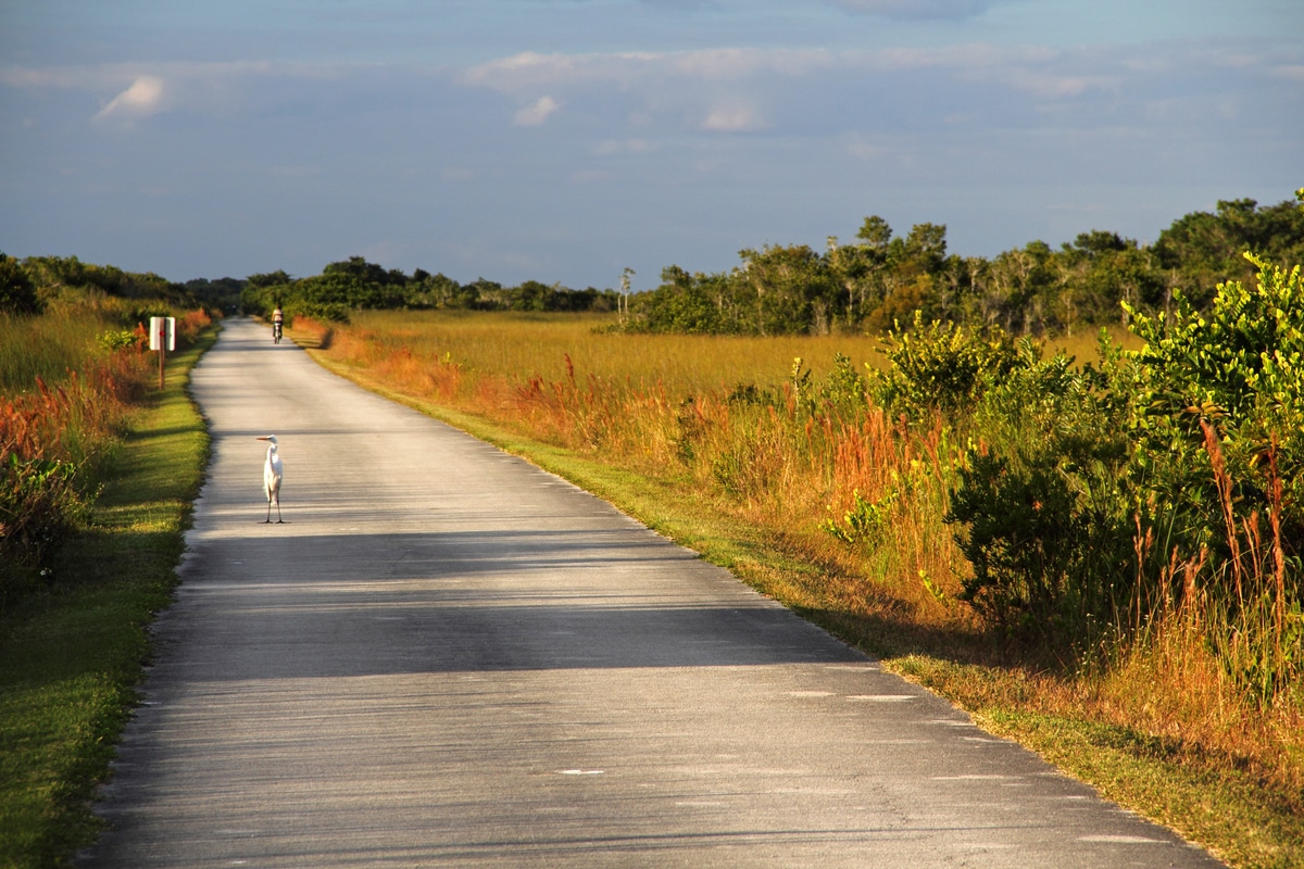 Shark Valley bicycle trail in Everglades National Park