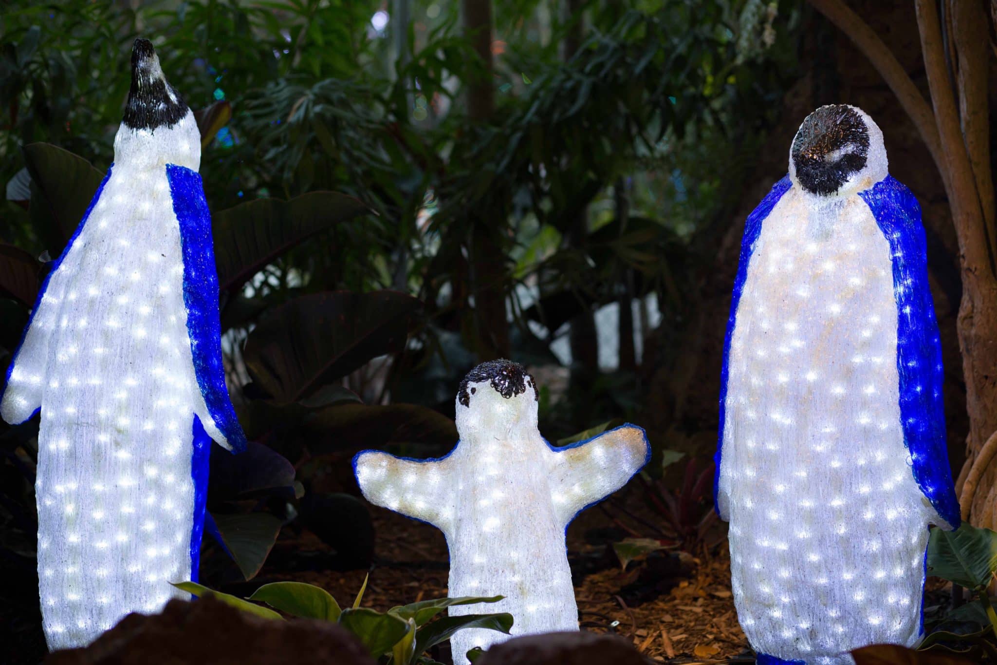 Lit up penguins for the holidays