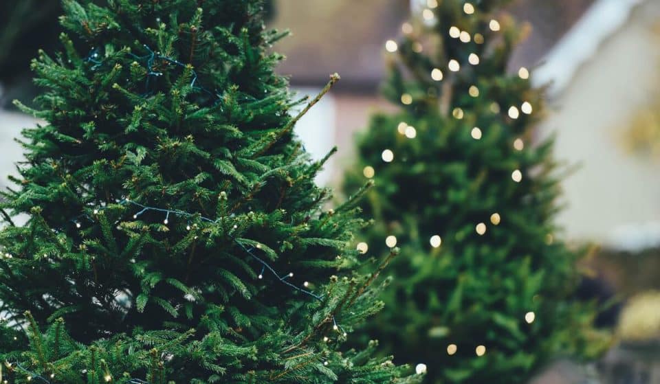5 Best Places To Get Your Christmas Tree In Miami