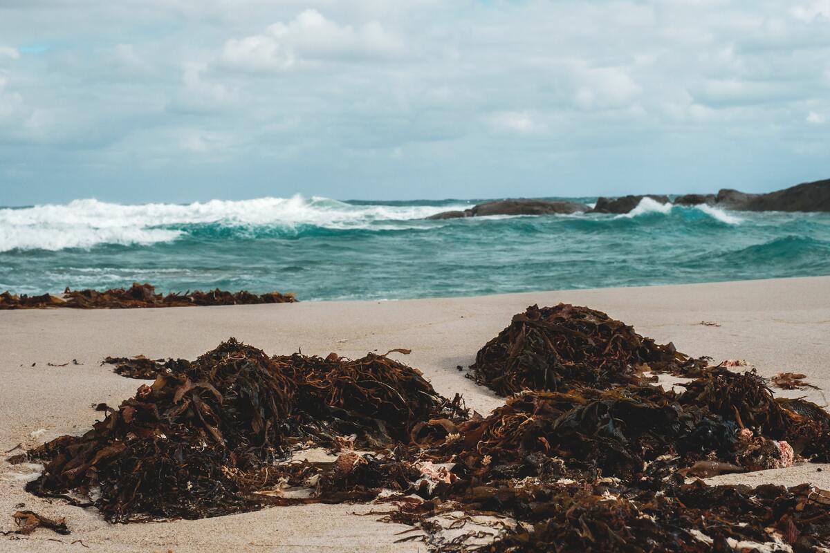 Decaying seaweeds on beach near waving sea