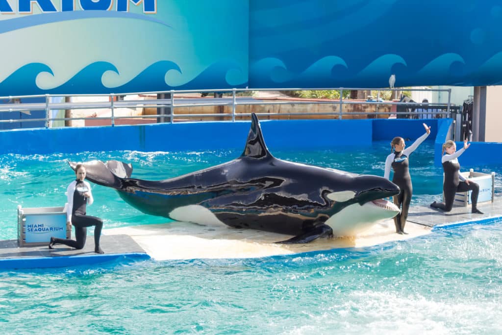 The show of Lolita,the killer whale at the Miami Seaquarium