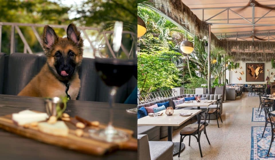 Enjoy Mimosas & Cuddles At This Adorable Puppy Brunch In Miami Beach This Weekend