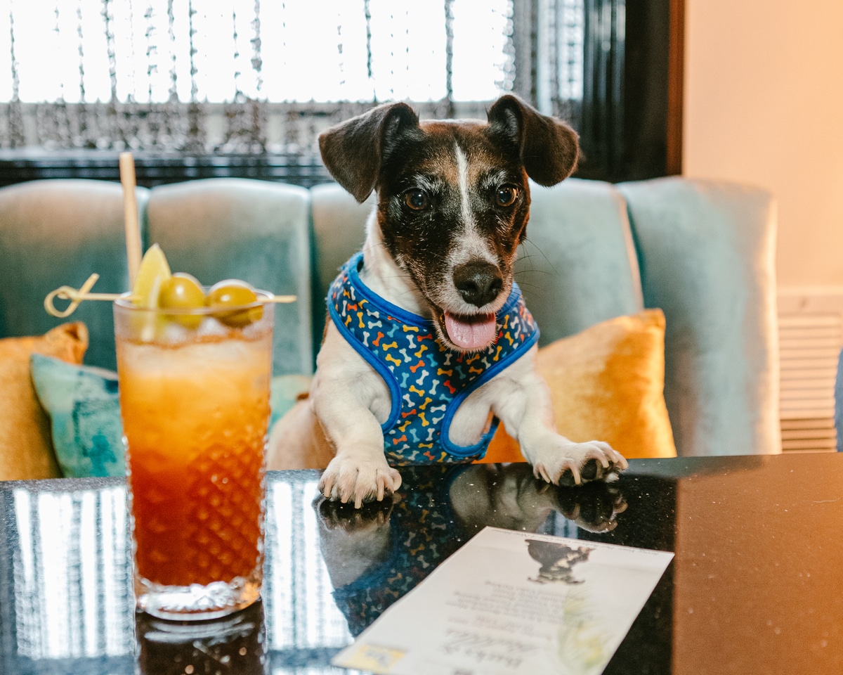 Puppy Brunch and Adoption Event at The National Hotel