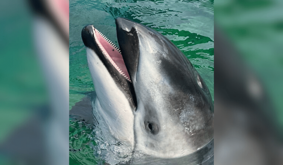 Lolita’s Companion Dolphin, Li’i, Has Been Moved To A New Home